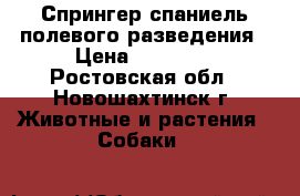 Спрингер спаниель полевого разведения › Цена ­ 50 000 - Ростовская обл., Новошахтинск г. Животные и растения » Собаки   